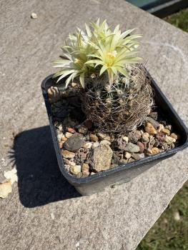 Turbinicarpus krainzianus v minimus